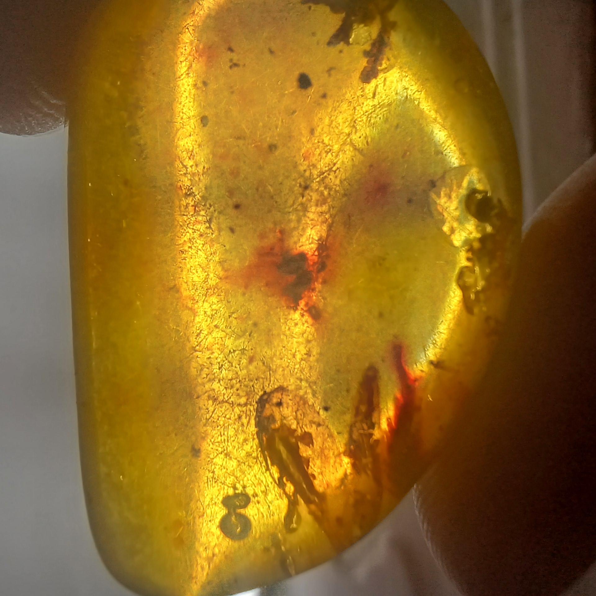 amber , polished , cabs , cabochons ,amber with insects , insects , amber cabs , cabochons , amber cabochons